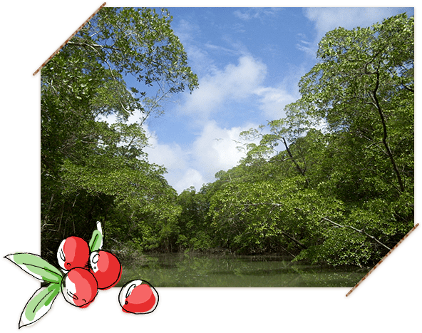 アマゾンのイメージ写真