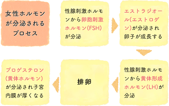 女性ホルモンが分泌されるプロセス