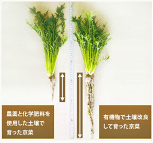 農薬・化学肥料使用した植物と、有機栽培の植物の差
