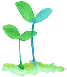 双葉のイラスト